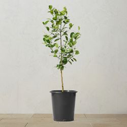 Alder & Oak Fukushu Kumquat Tree, 24"-36"