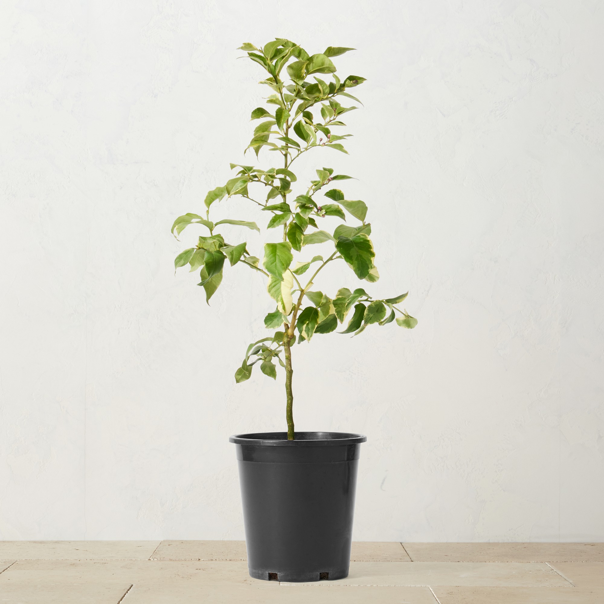 Alder & Oak Lemon Eureka Pink Varigated Tree, 24″-36″ Simolary simolary.com