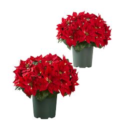 Balsam Hill Lit Poinsettia Celebration Pot Filler