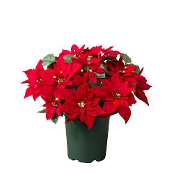 Balsam Hill Lit Poinsettia Celebration Pot Filler