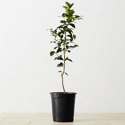Semi Dwarf Live Lime Tree, 24"-36"
