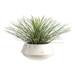 Faux Whipple Yucca in Iron Pot, 20"