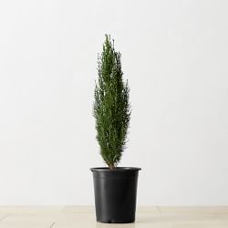 Live Alder & Oak Dwarf Italian Cypress, 6"