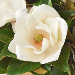 Faux Magnolia Arrangement in Brass Bowl