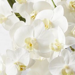 Faux White Orchid Phalaenopsis in Glass Vase