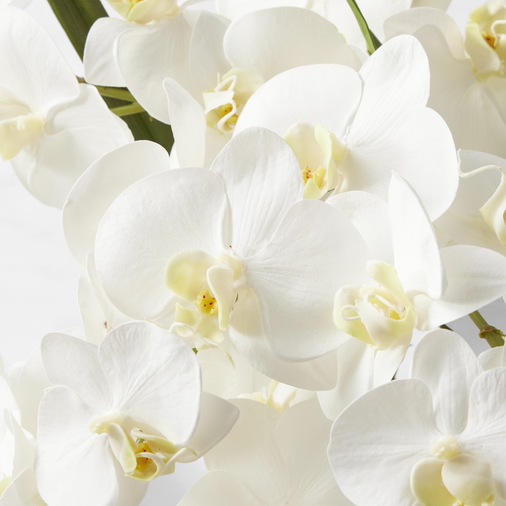 Faux White Orchid Phalaenopsis in Glass Vase by Williams Sonoma Home