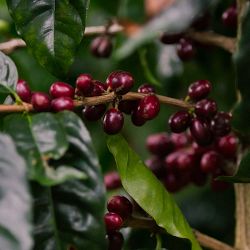 Equator Coffee Decaf Eye of The Tiger Espresso Blend Coffee Beans