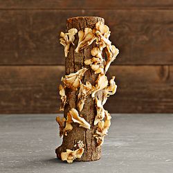 Oyster Mushroom Log Kit