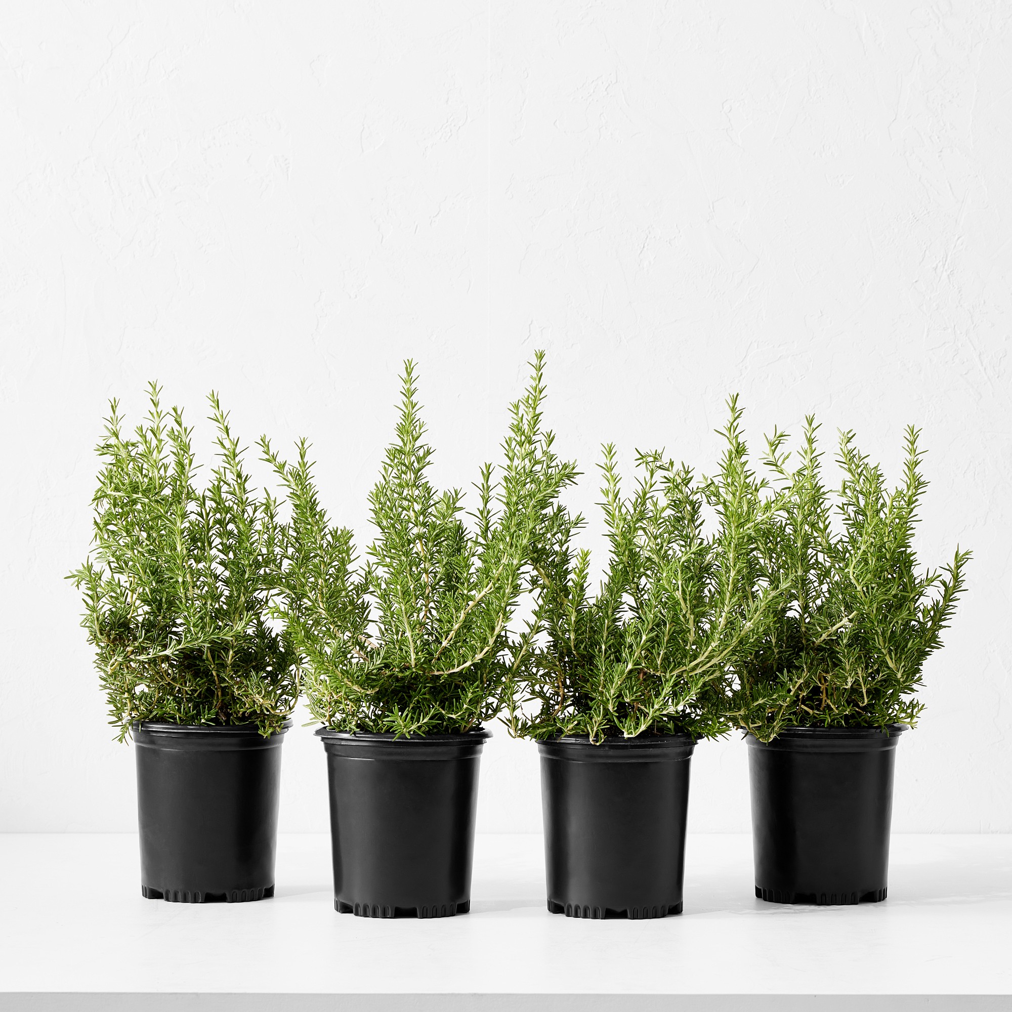 Alder & Oak Rosemary Shrub, 12″, Set of 4 Simolary simolary.com
