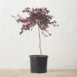 Alder & Oak Chinese Fringe Flower Patio Tree, 18"-24"