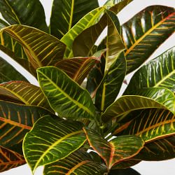 Live Croton House Plant, 16"-18"