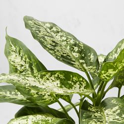 Live Dieffenbachia House Plant, 16"