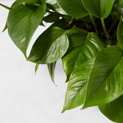 Live Pothos House Plant, 9"