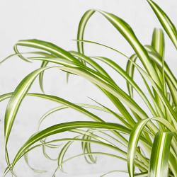 Live Spider House Plant, 12"