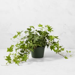 Live English Ivy House Plant, 8"