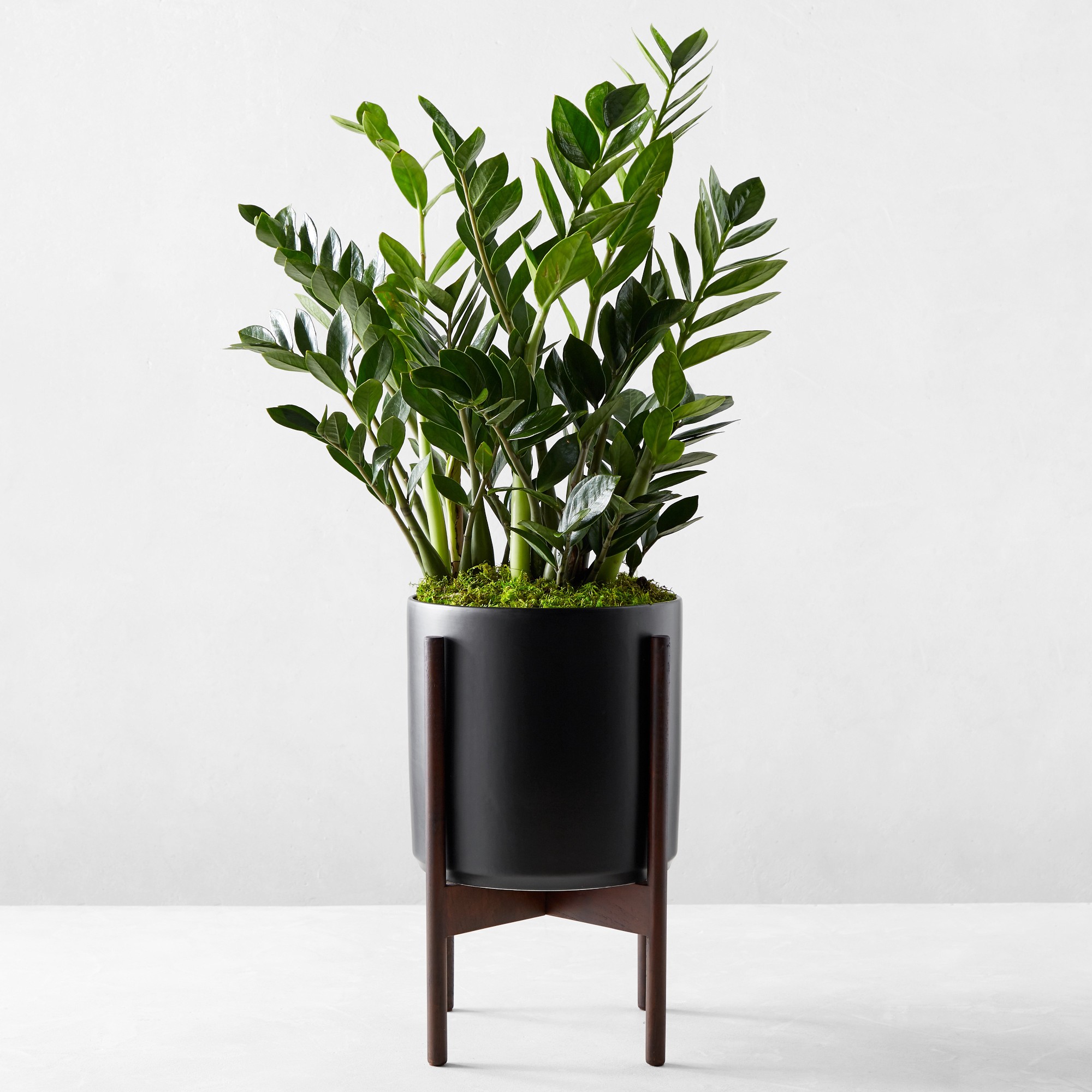 Live Large Zanzibar Gem Indoor House Plant, 2.5′-3′ Simolary simolary.com