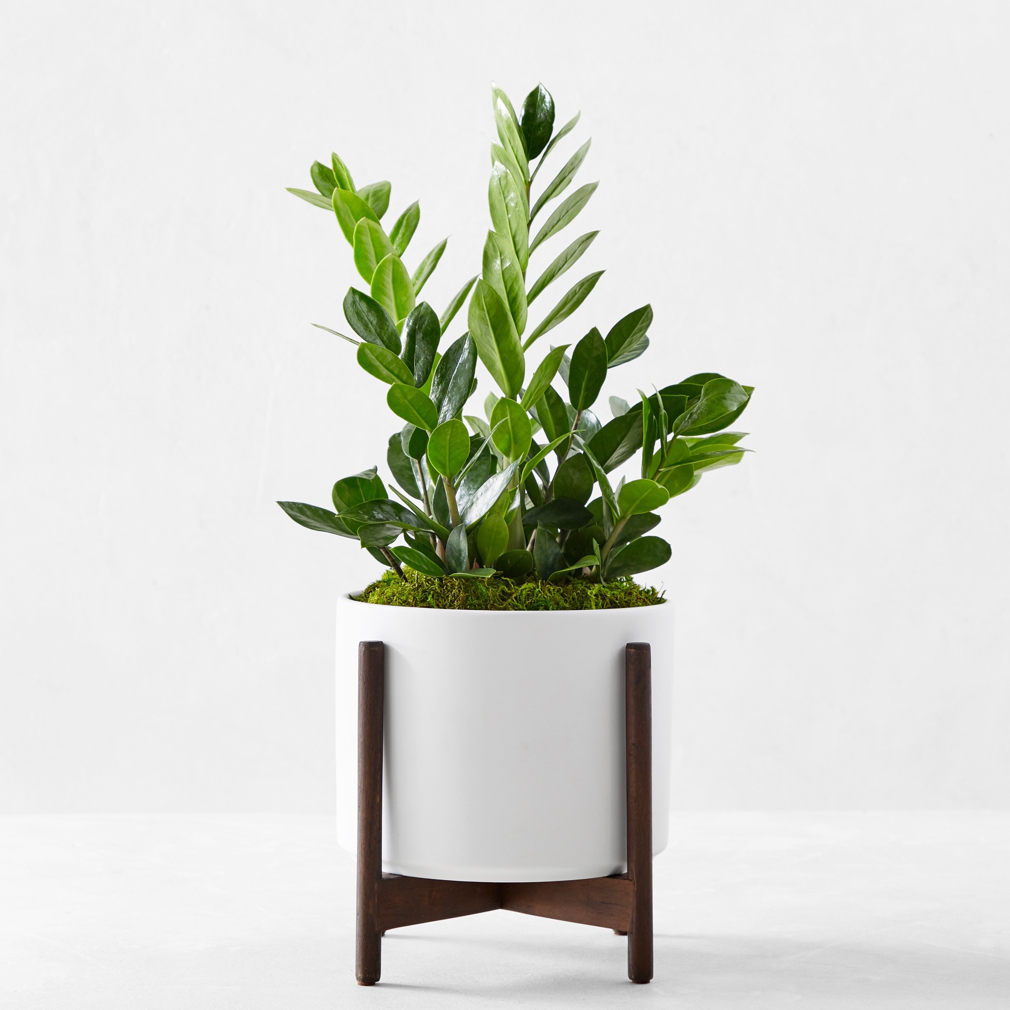 Live Large Zanzibar Gem Indoor House Plant, 1′-3′ Simolary simolary.com