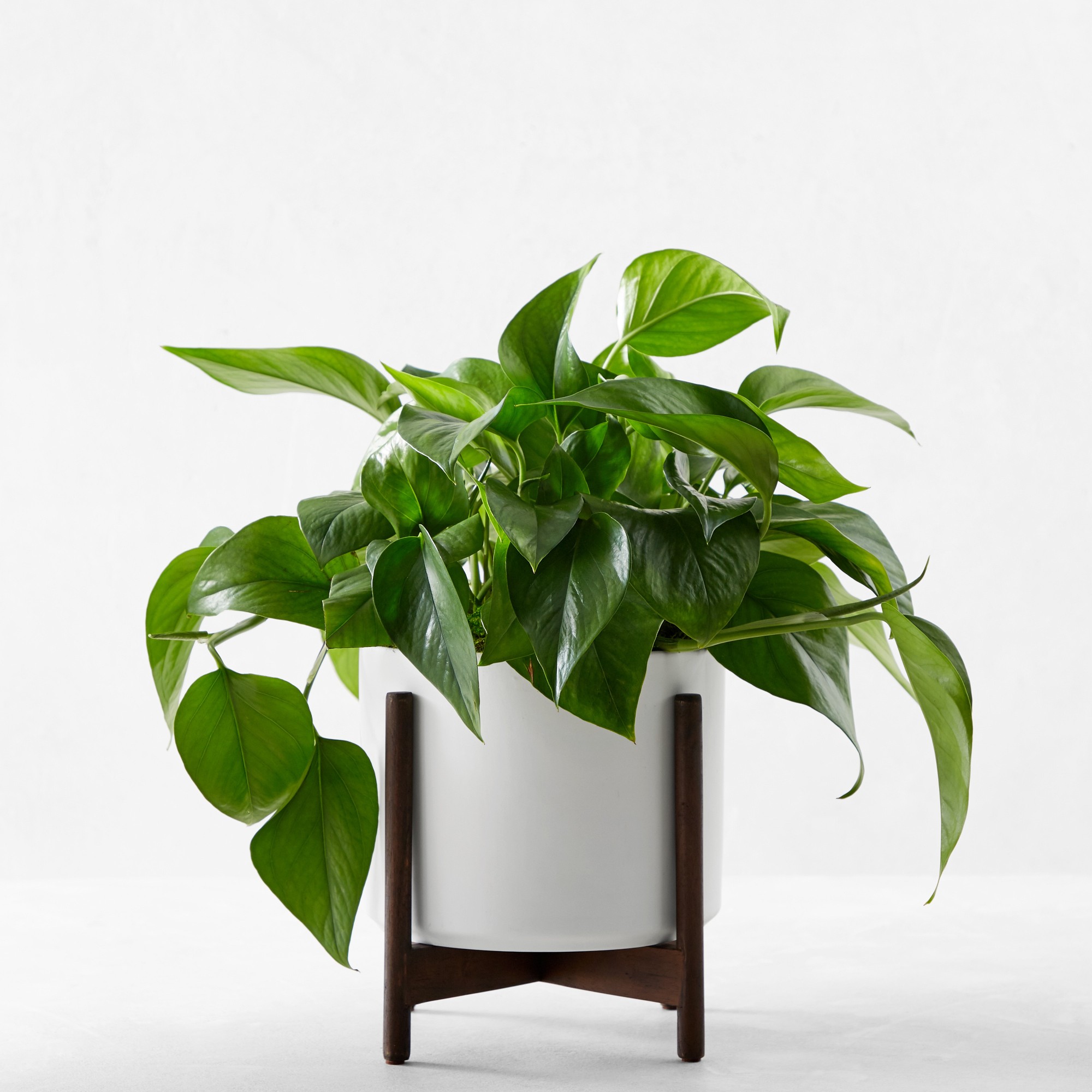 Live Medium Jade Pothos Indoor House Plant, 12-18″ Simolary simolary.com