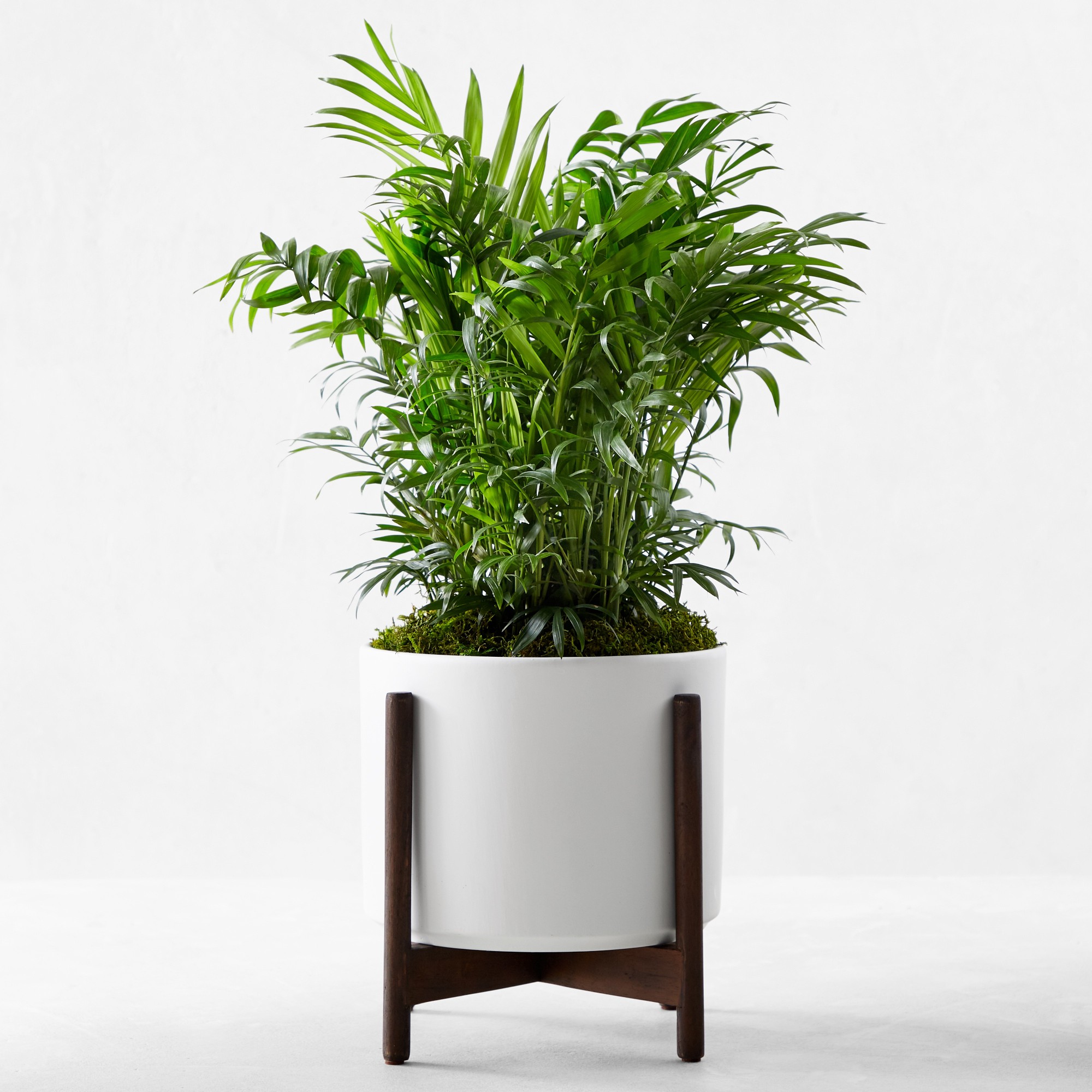 Live Medium Parlor Palm Indoor House Plant, 1.5′-2′ Simolary simolary.com