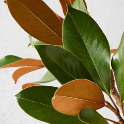 Fresh Magnolia Branches