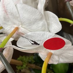 OPEN BOX:Faux Orchids in Planter, 28"