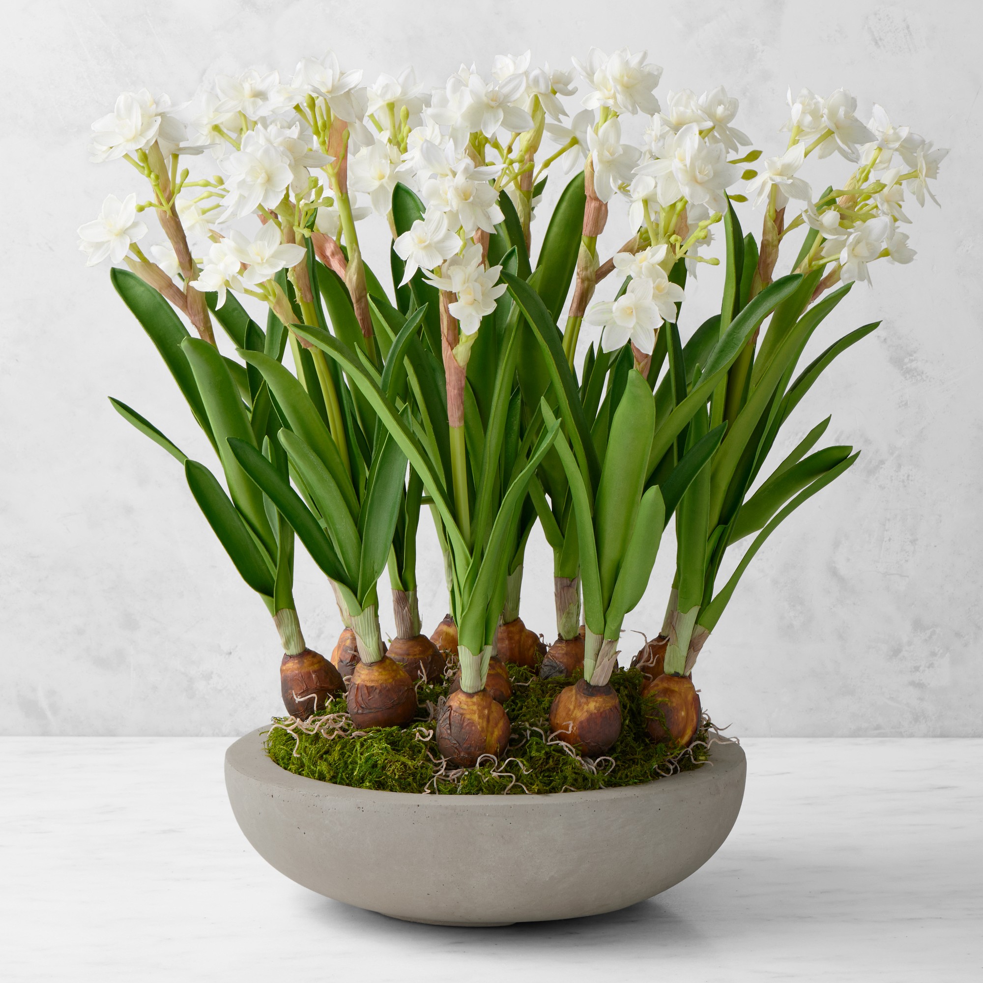 Jeff Leatham x Williams Sonoma Faux Holiday Paperwhites in Cement Planter Simolary simolary.com