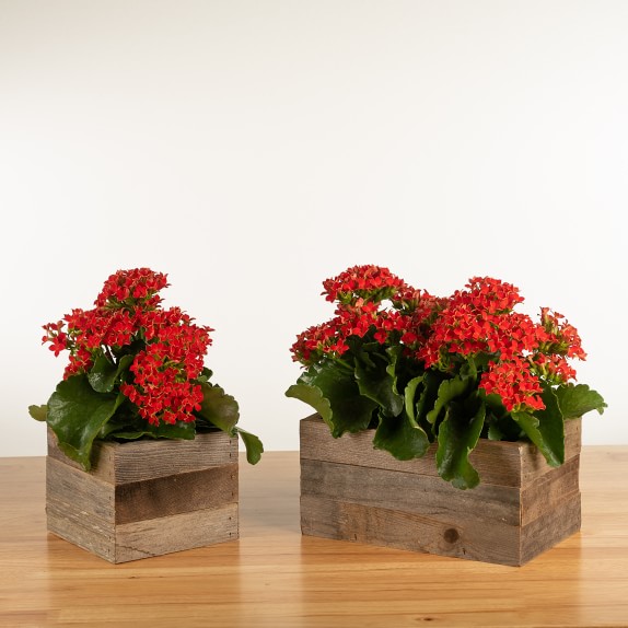 Live Kalanchoe in Reclaimed Wood Planter, 4" by Williams Sonoma Home