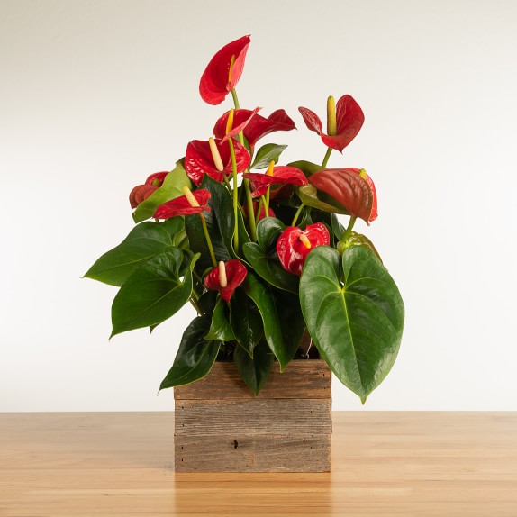 Fresh Red Anthurium in Reclaimed Wood Planter, 12"-14" by Williams Sonoma Home