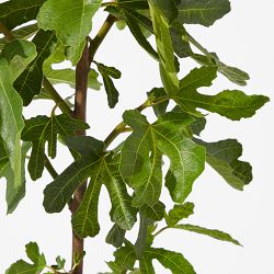 Alder &amp; Oak Live Fig Tree, 2'-3'