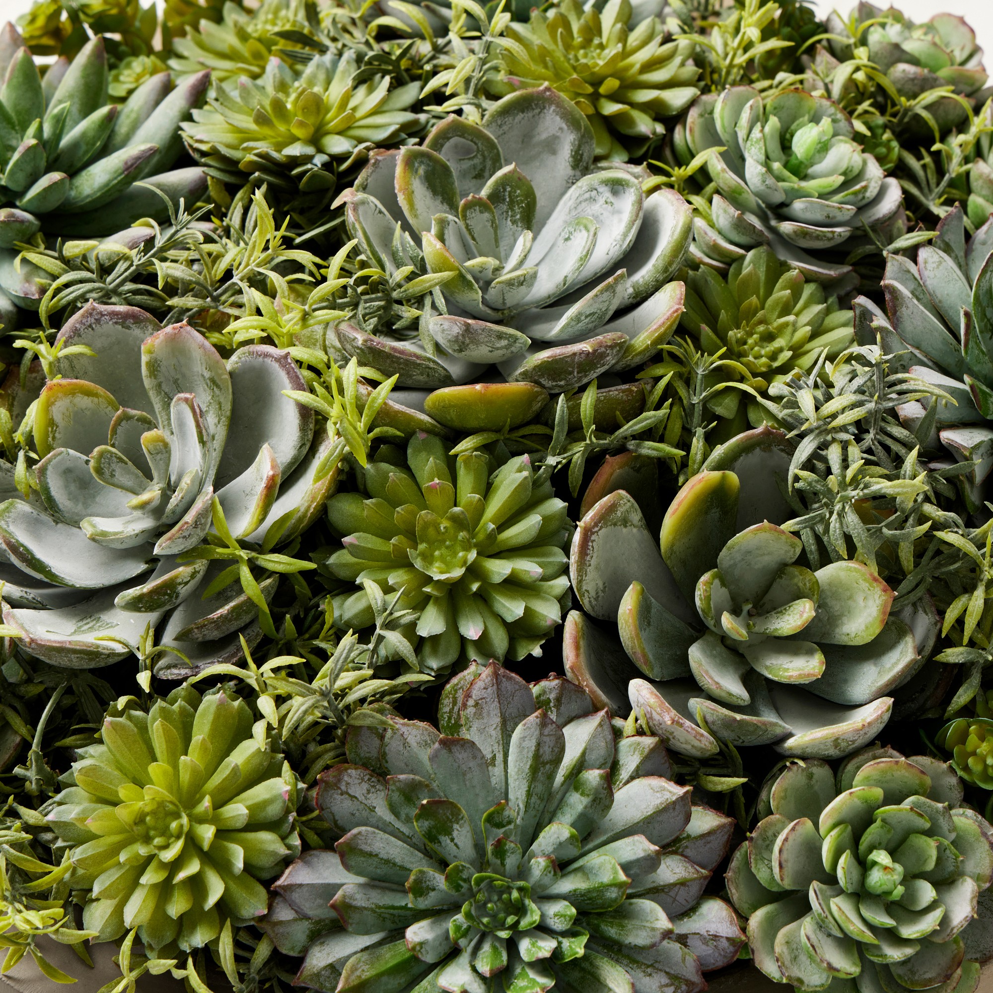 Jeff Leatham x Williams Sonoma Faux Succulents in Round Bowl, 6″ Sansujyuku sansujyuku.com