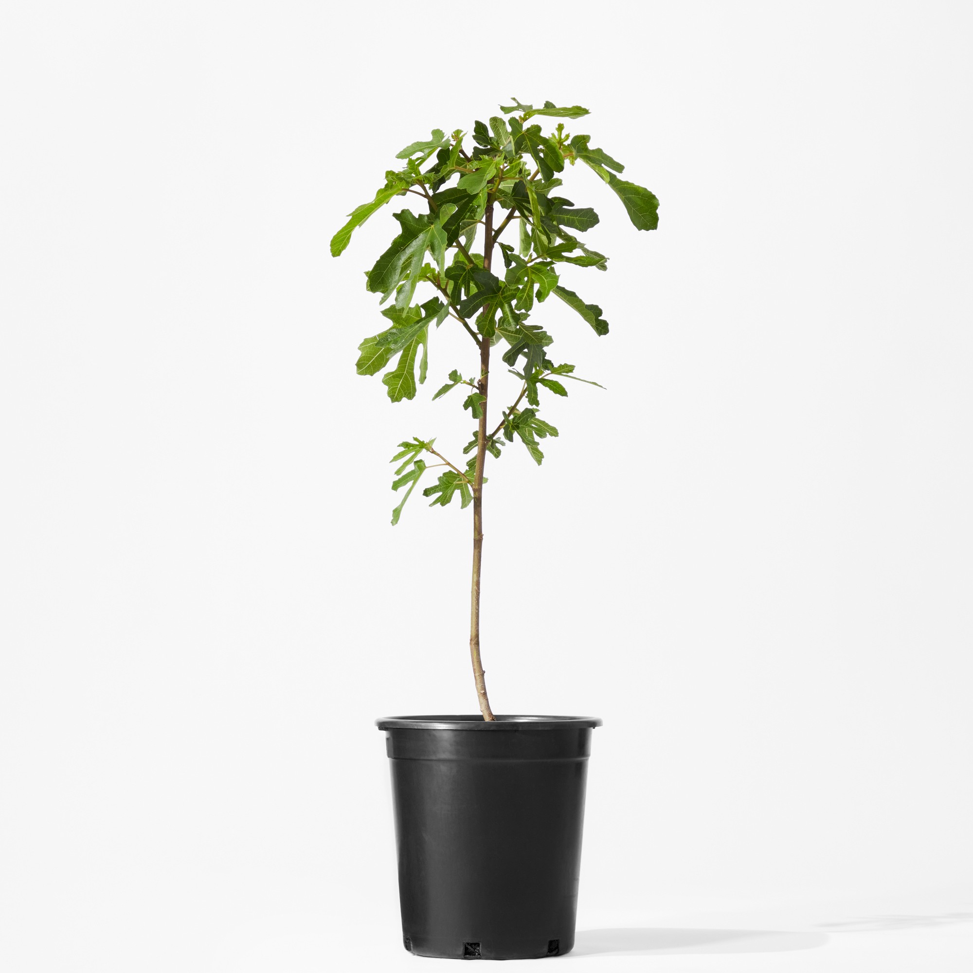 Alder & Oak Live Fig Tree, 2′-3′ Simolary simolary.com