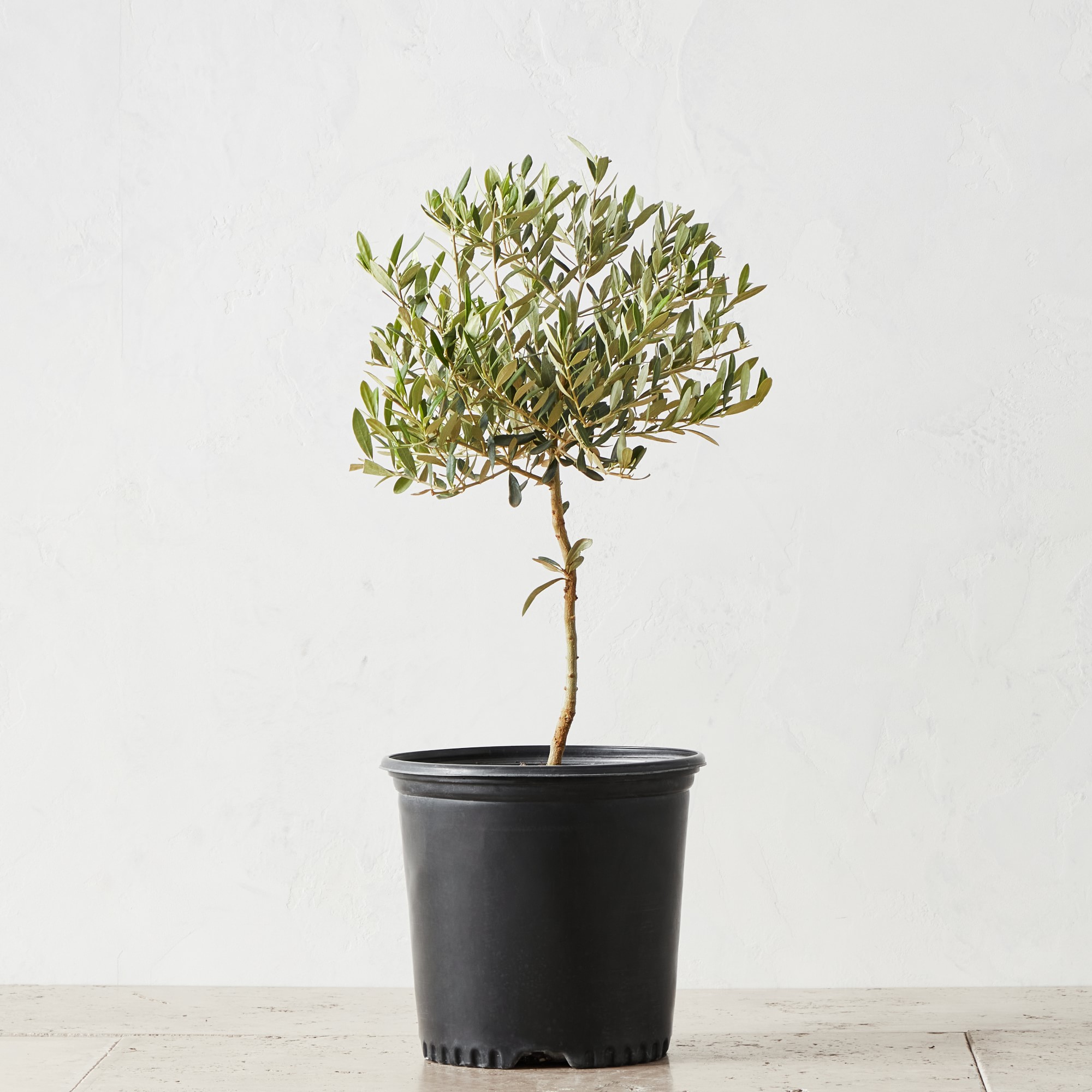 Live Alder & Oak Petite Patio Olive Tree, 20″-22″ Simolary simolary.com