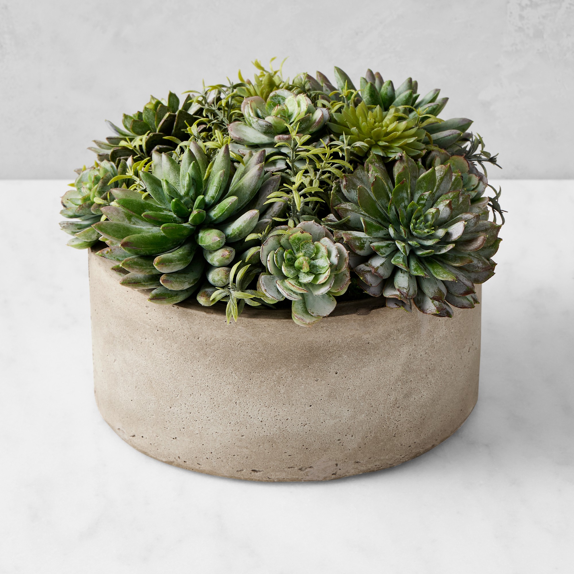 Jeff Leatham x Williams Sonoma Real Touch Faux Succulents in Round Pot, 7″ Simolary simolary.com