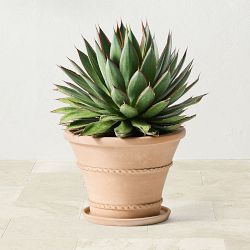 OPEN BOX: Williams Sonoma Terracotta Rope Trim Planter, Medium