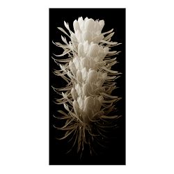 Desert Flora Series