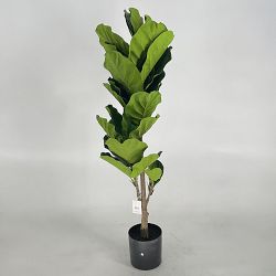 OPEN BOX: Faux Fiddle Leaf Plant in Plastic Pot, 56'"