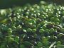 Video 1 for Colonna Extra Virgin Olive Oils