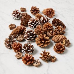 Winter Forest Bag of Pinecones