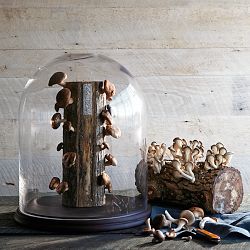 Shiitake Mushroom Log Kit