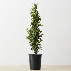 Live Alder & Oak Star Jasmine, 36"
