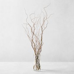 Curly Willow Branches
