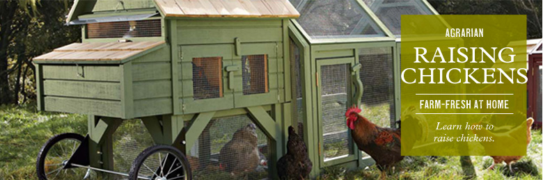 Raising Chickens