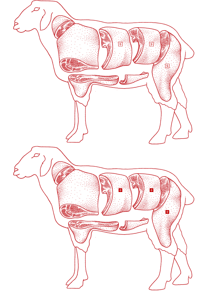 Lamb