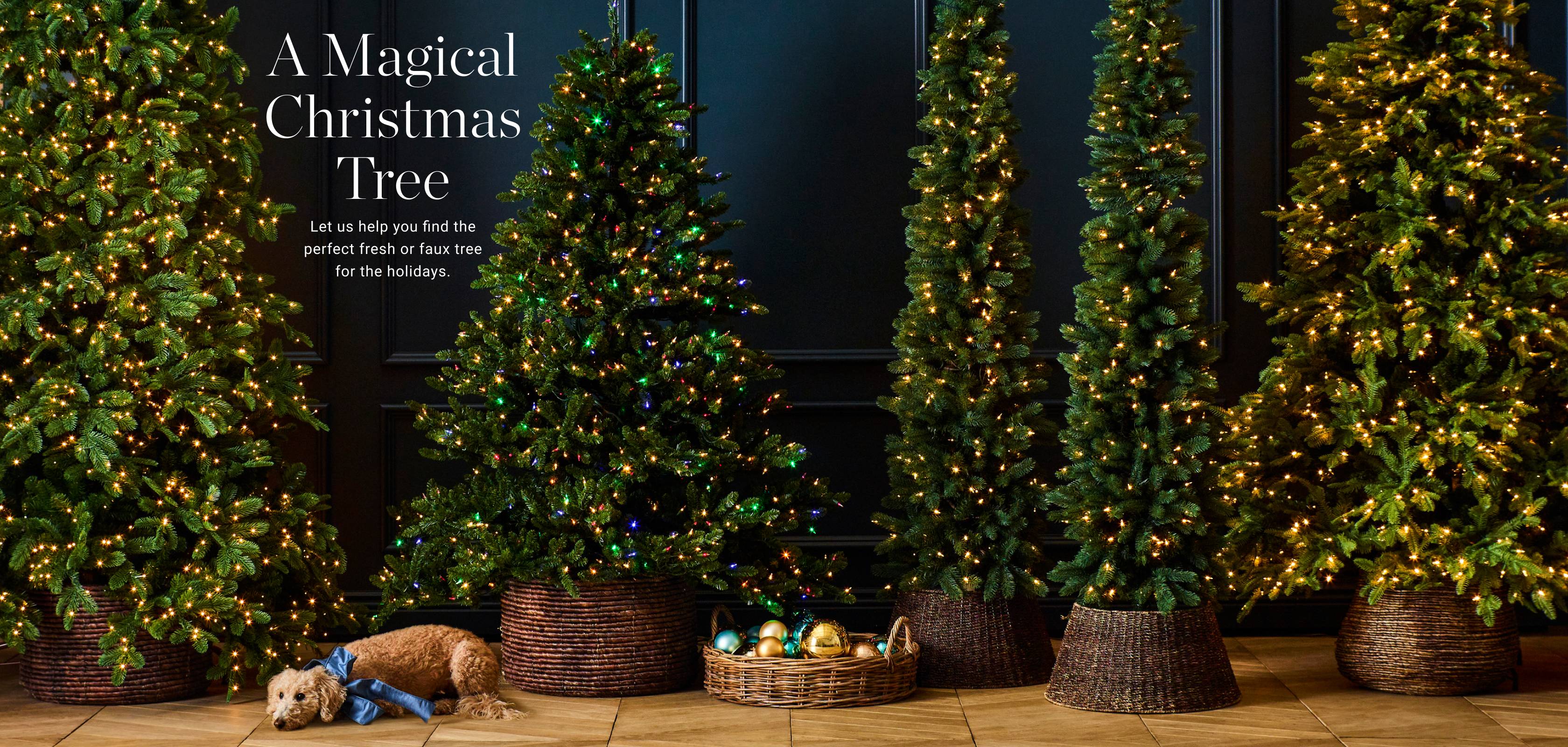 Shop Christmas Trees