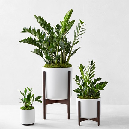 Set of three different sized Zanzibar Gem house plants in white planters with brown planter holders.