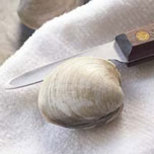 Shucking Clams  Williams Sonoma