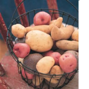 Potato Glossary