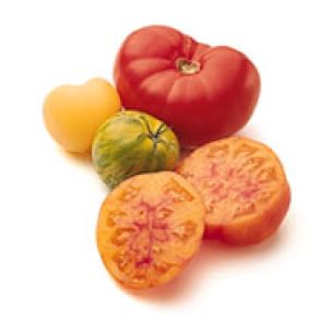 Tomato Glossary