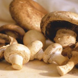 Mushroom Glossary