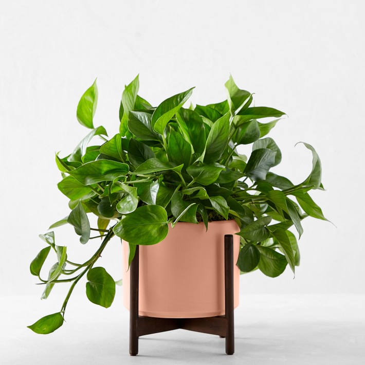 Léon &amp; Jade Pothos Potted Plant, Pink Williams Sonoma
